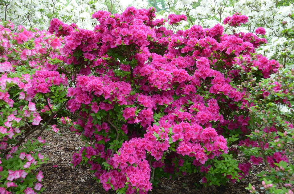 A vibrant Azalea ‘Girard’s Fuchsia’ shrub with fuchsia-pink flowers, surrounded by lush greenery and smaller pink and white azaleas in a peaceful garden setting.