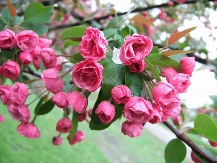 Close-up of a Sargent Crabapple (Malus sargentii) tree with clusters of white blossoms and small red fruits, set against a backdrop of green foliage