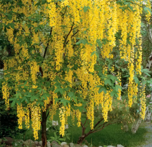 Brightly blooming Japanese Maple, Crape Myrtle, and Flowering Dogwood trees in a well-landscaped front yard