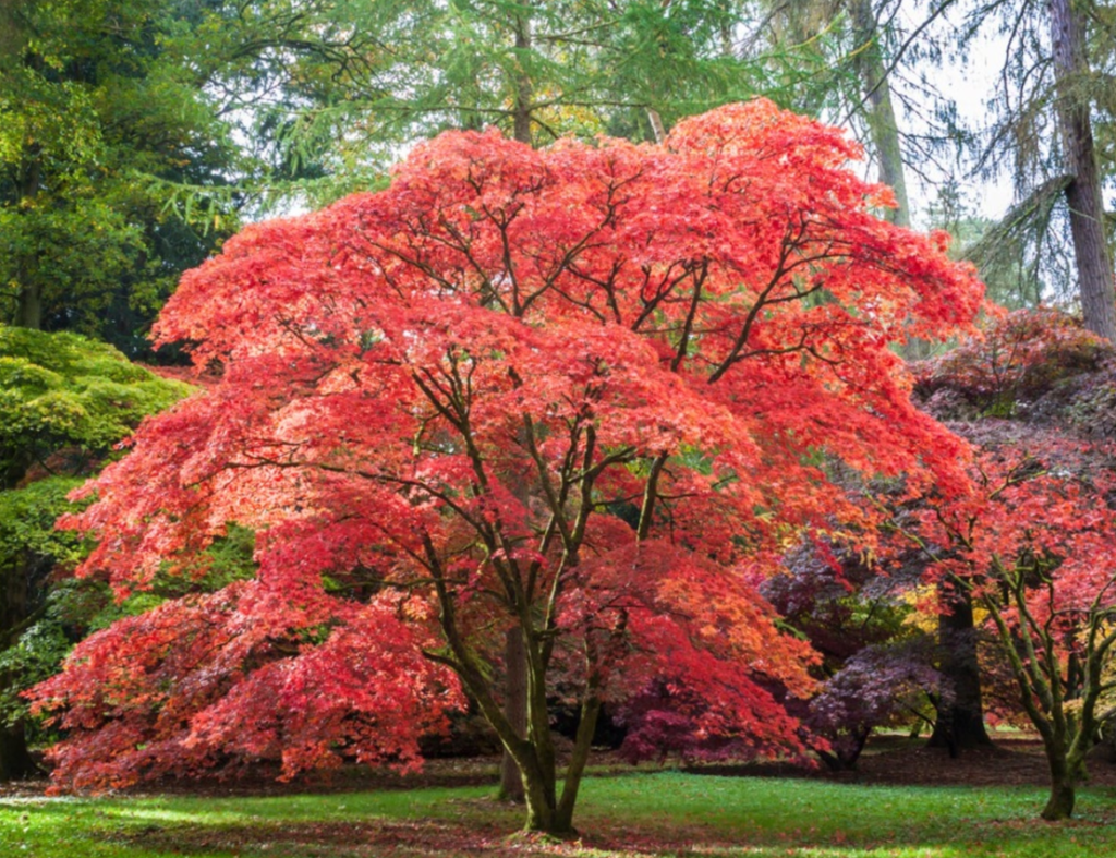 Close-up of a Japanese Maple (Acer palmatum) with vibrant red and orange foliage, showcasing its delicate, lobed leaves in a lush garden setting.